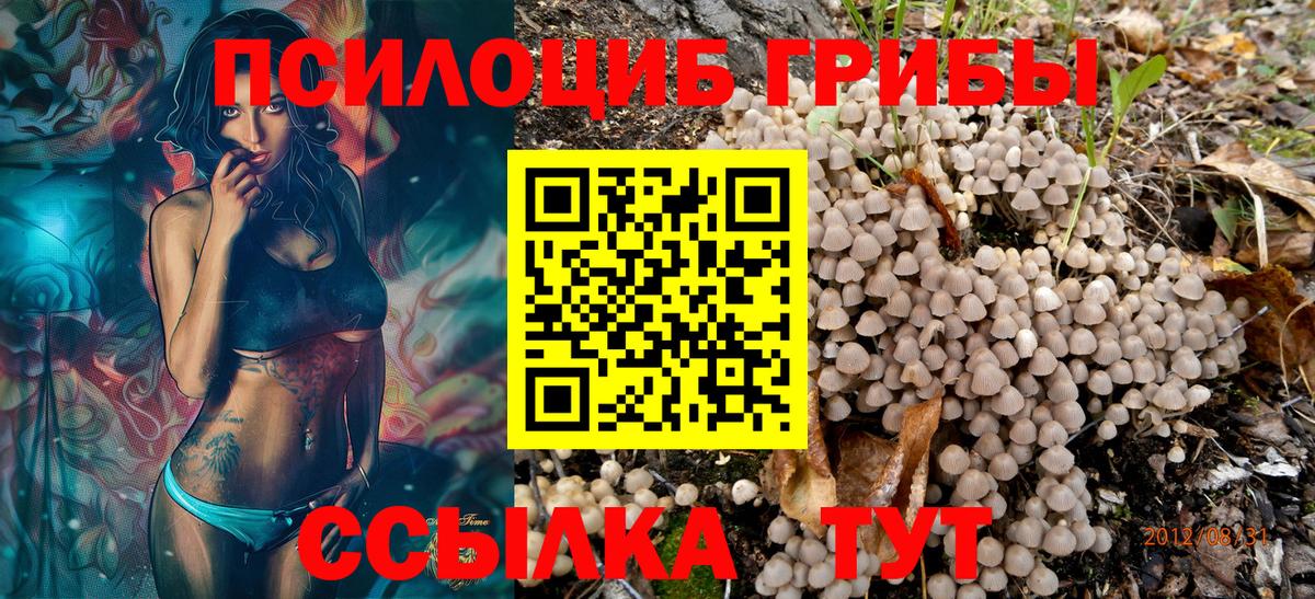 Псилоцибиновые грибы Cubensis Котовск